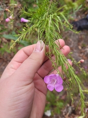 Agalinis fasciculata