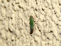 Tylozygus bifidus