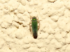 Tylozygus bifidus