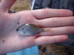 Lepomis aquilensis