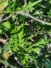 Bidens odorata