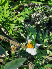 Bidens odorata