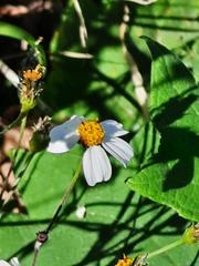 Bidens odorata