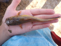 Pylodictis olivaris