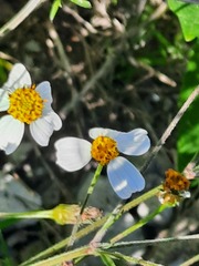 Bidens odorata