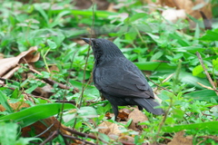 Gnorimopsar chopi