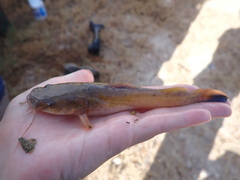 Pylodictis olivaris