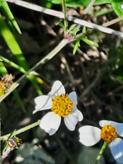 Bidens odorata