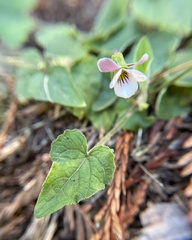 Viola ocellata