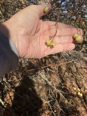 Crataegus berberifolia