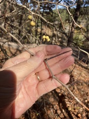 Crataegus berberifolia