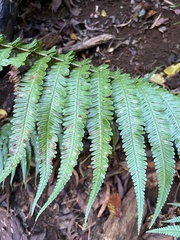 Dryopteris fuscoatra