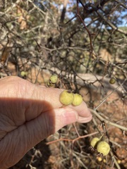 Crataegus berberifolia