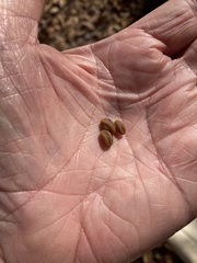 Crataegus berberifolia