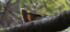 Rhipidura rufifrons