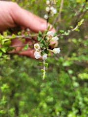 Gaultheria antipoda