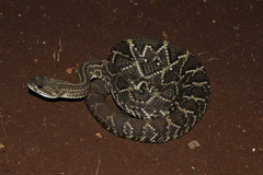 Crotalus durissus terrificus