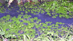 Ranunculus aquatilis