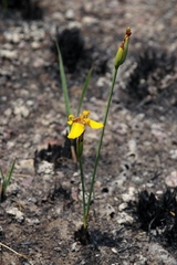 Trimezia juncifolia