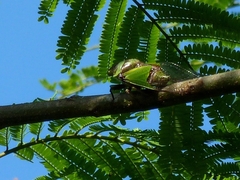 Hemisciera maculipennis