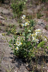 Kielmeyera variabilis