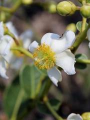 Kielmeyera variabilis