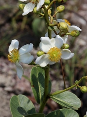 Kielmeyera variabilis