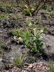 Kielmeyera variabilis