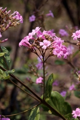 Fridericia platyphylla