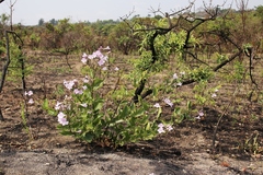 Fridericia platyphylla