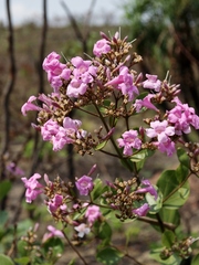 Fridericia platyphylla