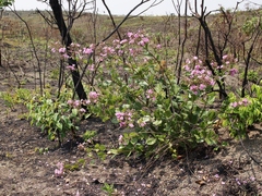 Fridericia platyphylla