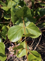 Fridericia platyphylla