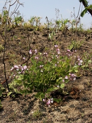 Fridericia platyphylla