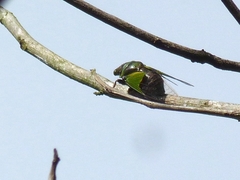 Hemisciera maculipennis