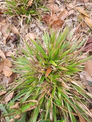 Dichanthelium laxiflorum