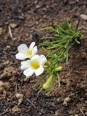 Anemopaegma arvense
