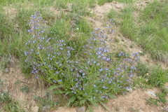 Anchusa