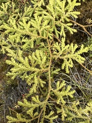 Lycopodium volubile