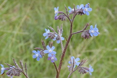 Anchusa