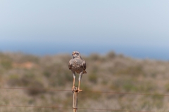 Melierax canorus canorus