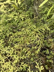 Lycopodium volubile