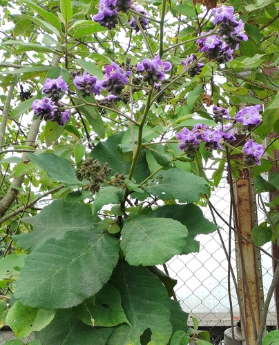 fiberglass plant