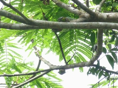 Hemisciera maculipennis