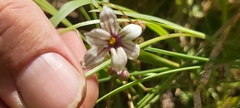 Sisyrinchium micranthum