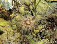 Aulactinia verrucosa