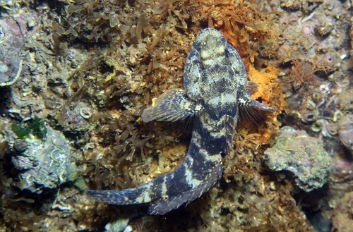 Rock Goby