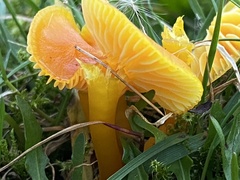 Hygrocybe ceracea