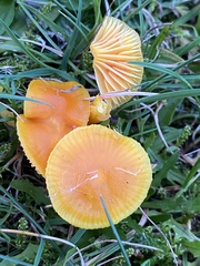 Hygrocybe ceracea