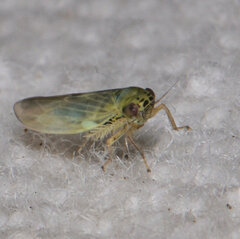 Macrosteles quadrilineatus